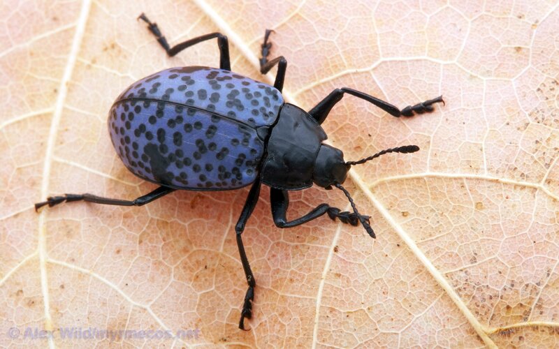blue-spotted beetle on leaf