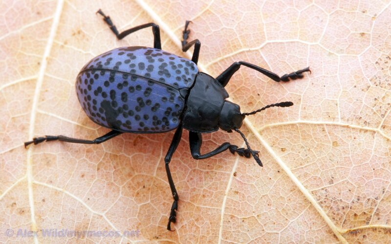 Blue-spotted Beetle