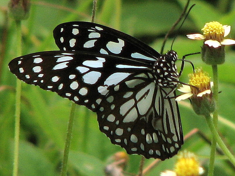 Blue-spotted Butterfly — Black, Calm, Afternoon