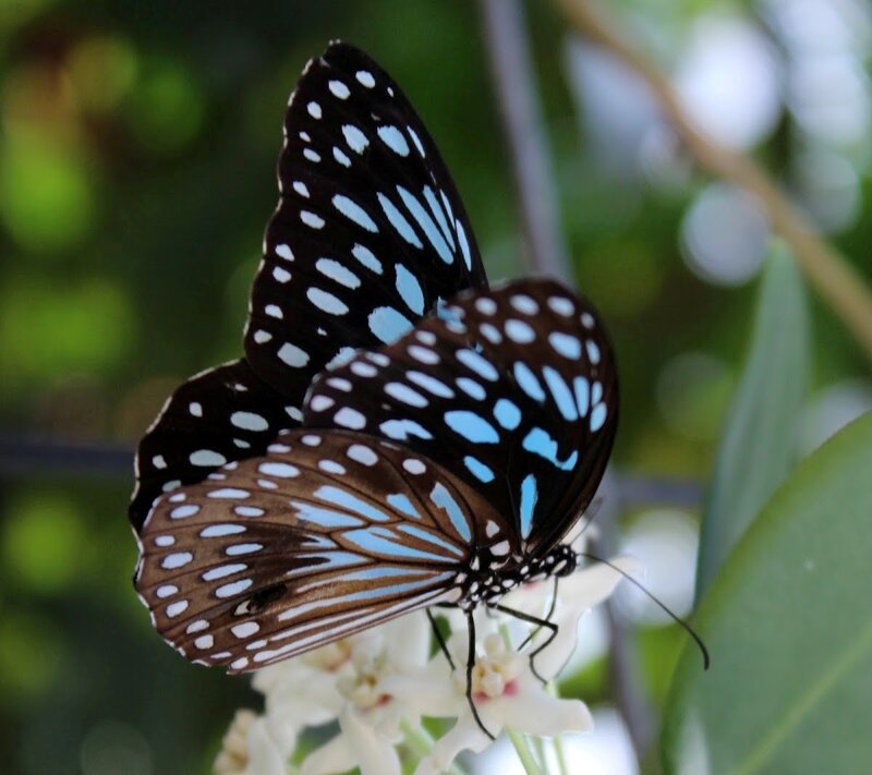 Blue-spotted Butterfly — Black, Calm