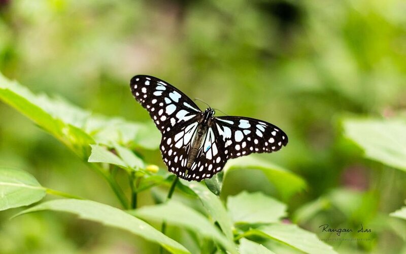 Blue-spotted Butterfly — Black, Serene, Photograph