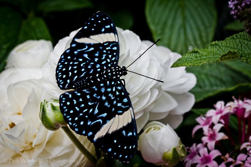 Blue-spotted Butterfly — Black, Serene