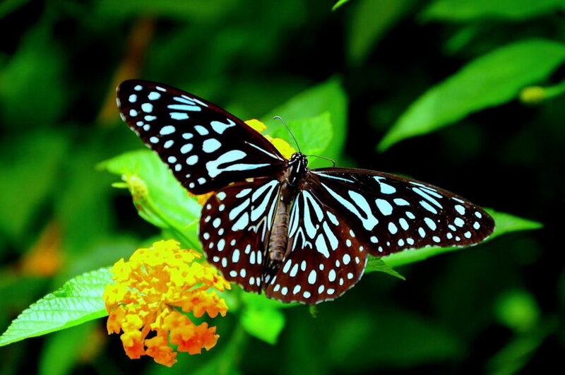 Blue-spotted Butterfly — Black