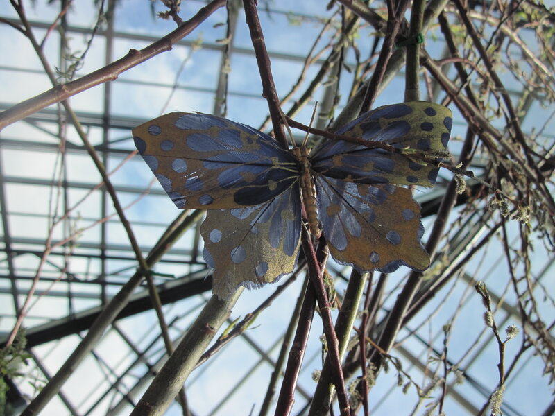 Blue-spotted Butterfly — Blue