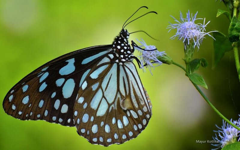 Blue-spotted Butterfly — Brown
