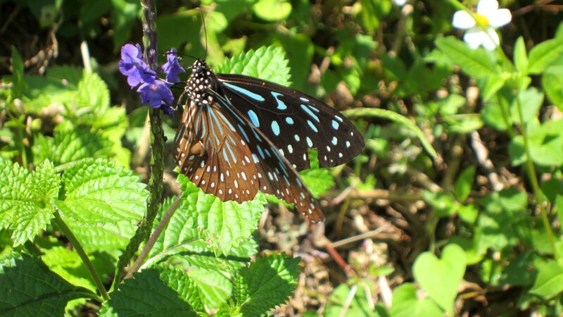 Blue-spotted Butterfly — Green, Natural