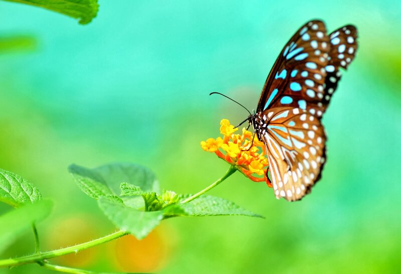 Blue Spotted Butterfly — Green, Serene