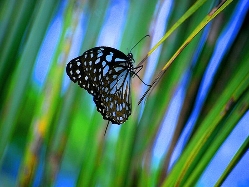 Blue-spotted Butterfly — Green