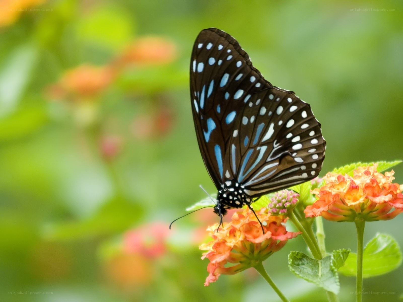 blue-spotted butterfly on flower