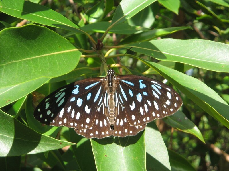 blue-spotted butterfly on green leaves