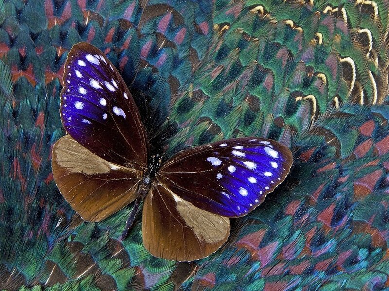 Blue-spotted Butterfly — Purple, Calm