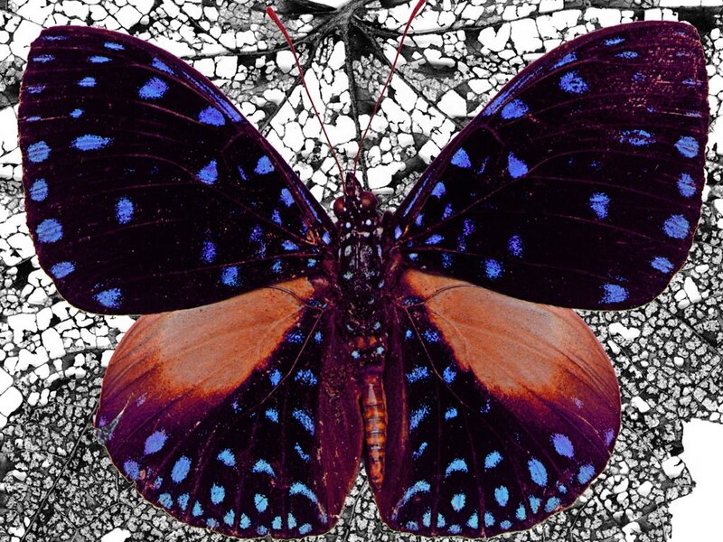 Blue-spotted Butterfly — Purple