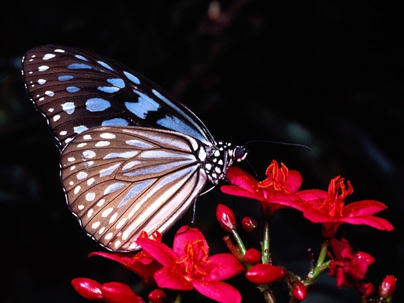 Blue-spotted Butterfly — Red