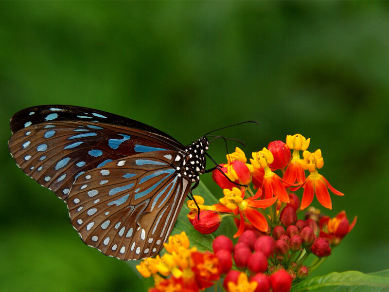 Blue Spotted Butterfly