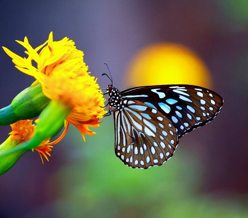 Blue-spotted Butterfly — Yellow