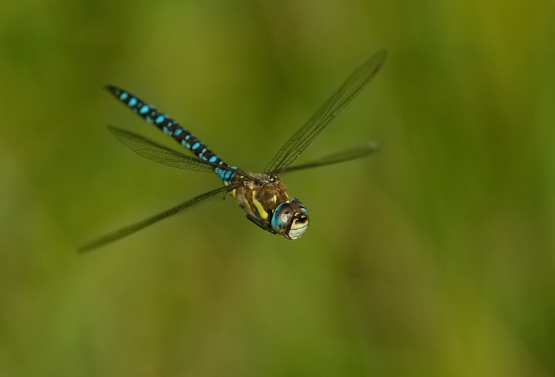 Blue-spotted Dragonfly