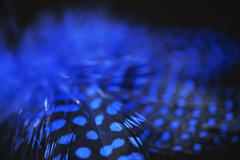Blue Spotted Feather