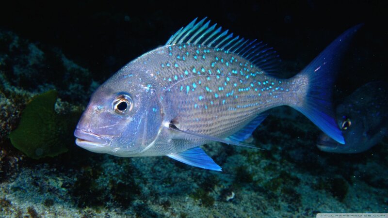 Blue-spotted Fish