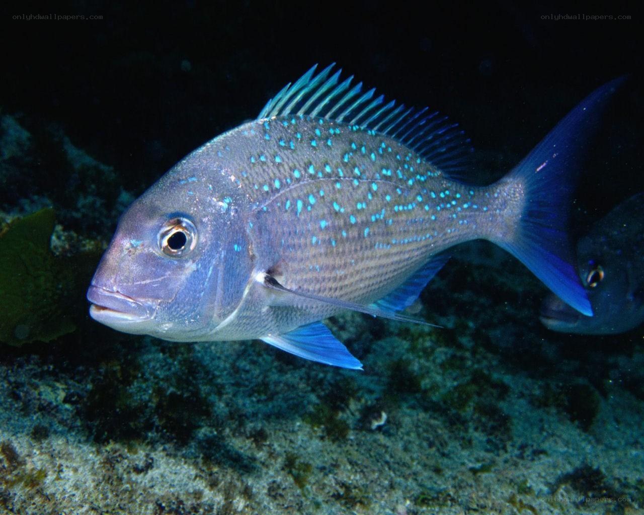blue-spotted fish underwater