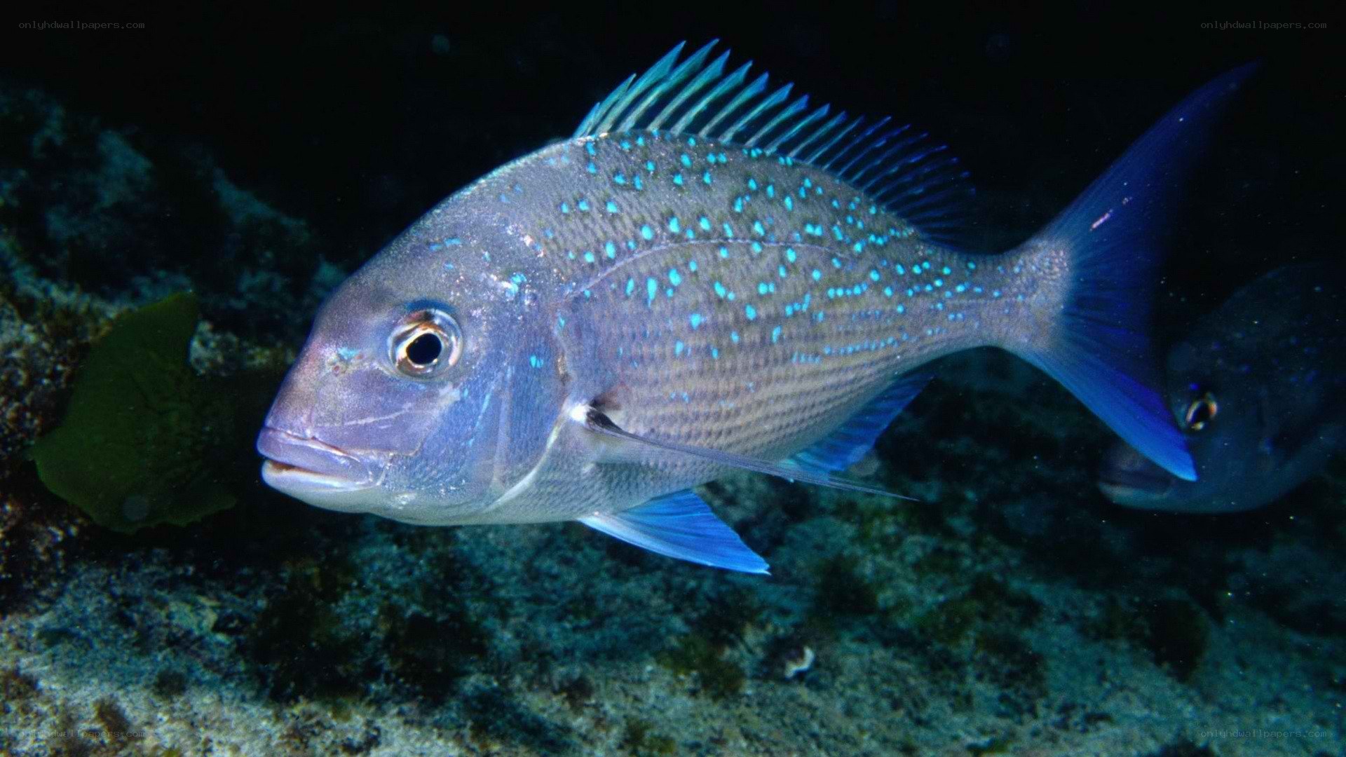 blue-spotted fish underwater
