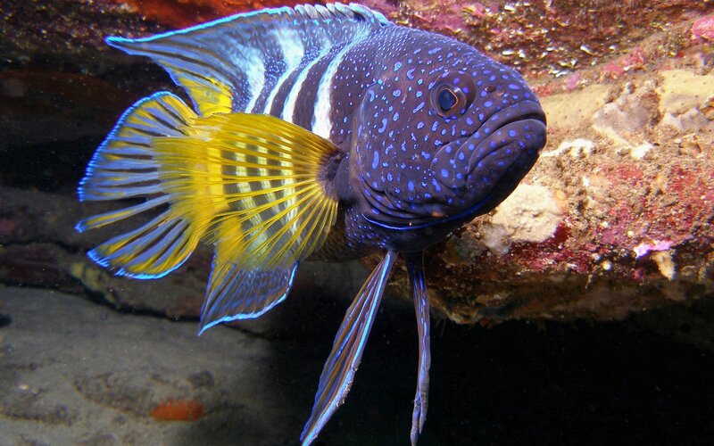 Blue-spotted Fish with Yellow Tail — Blue, Natural