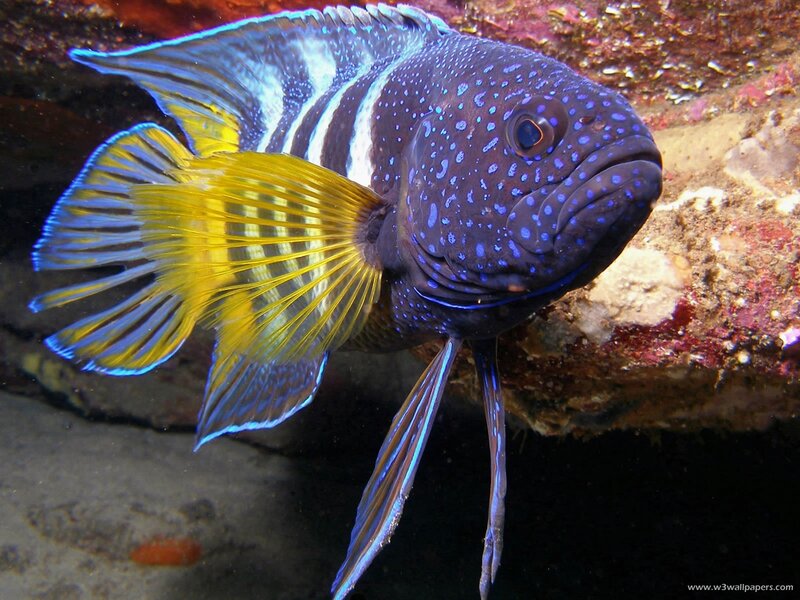 Blue-spotted Fish with Yellow Tail — Blue