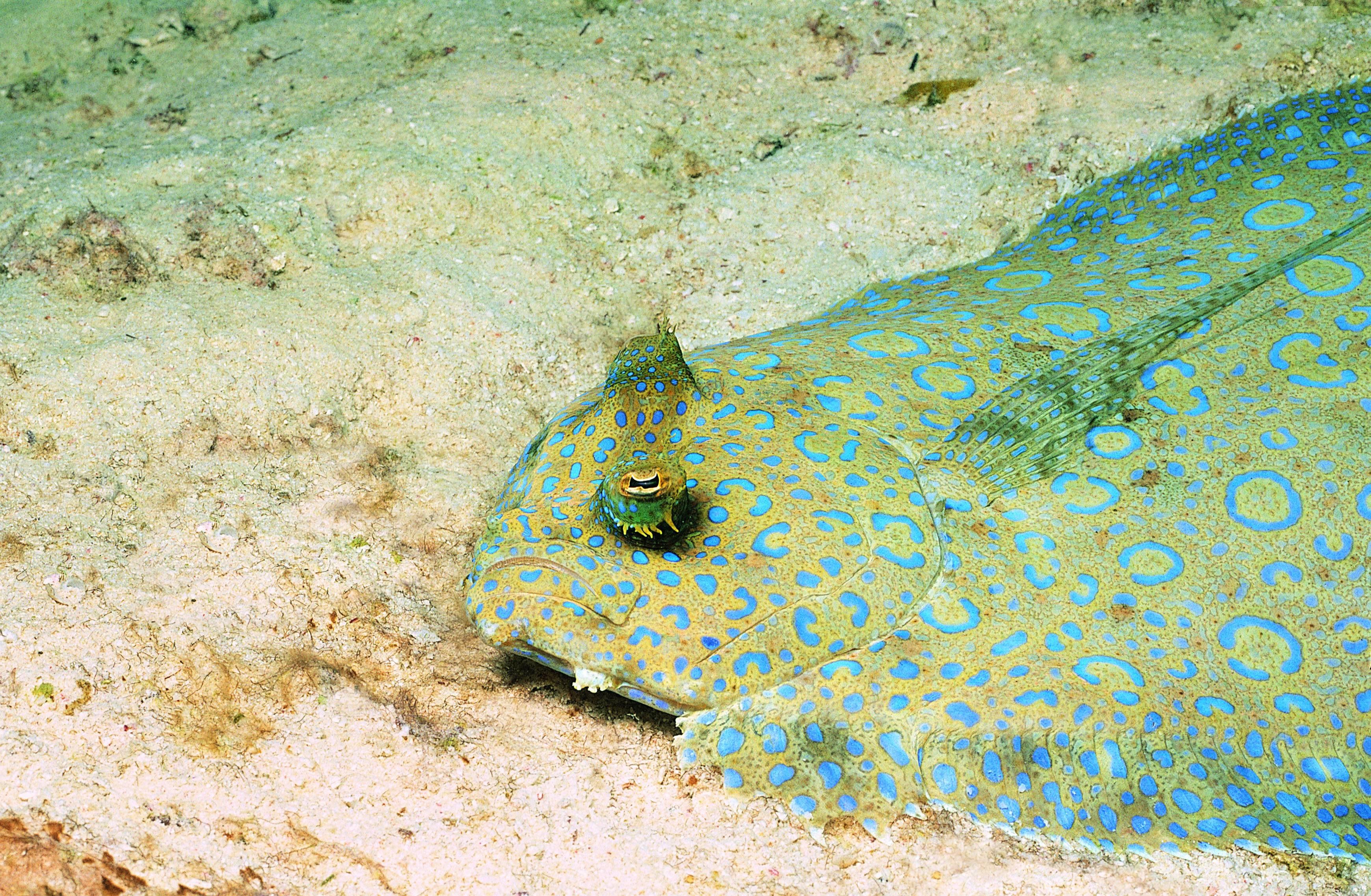 blue-spotted flatfish on ocean floor