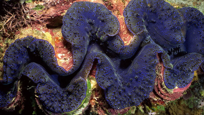 blue-spotted giant clam