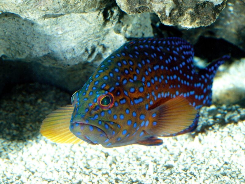 Blue-spotted Grouper Fish