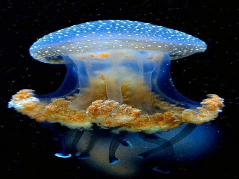 Blue-spotted Jellyfish