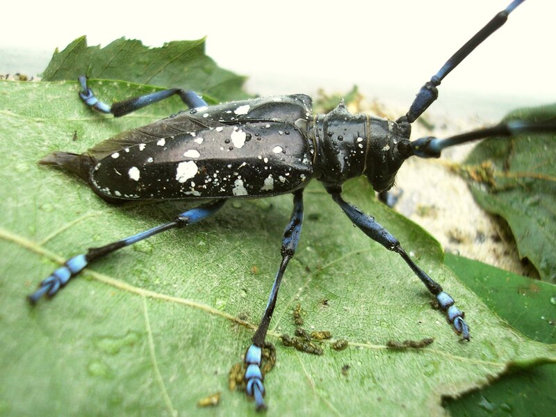 Blue-spotted Longhorn Beetle