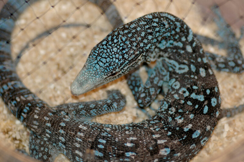 blue-spotted monitor lizard