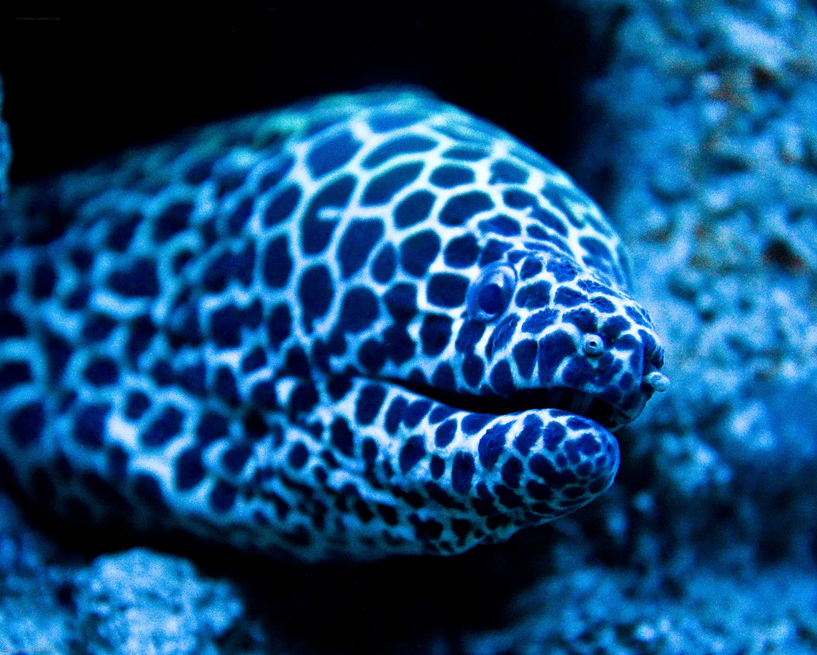 blue spotted moray eel