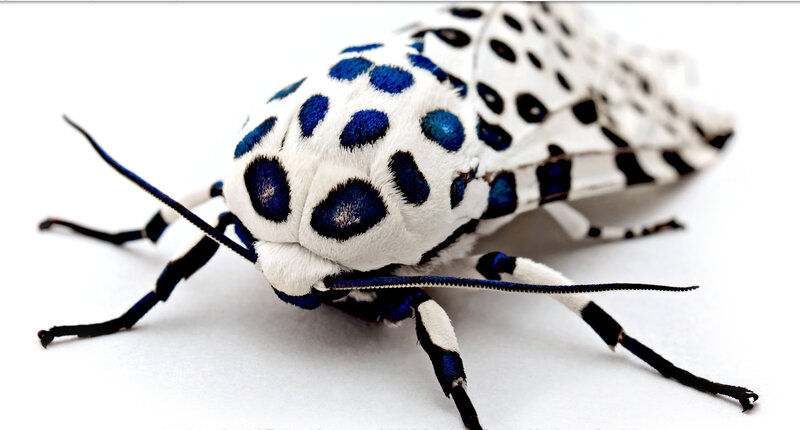blue-spotted moth