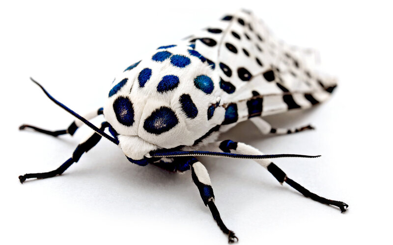 blue-spotted moth