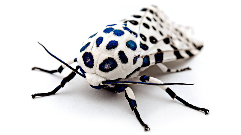 Blue-spotted Moth — Neutral