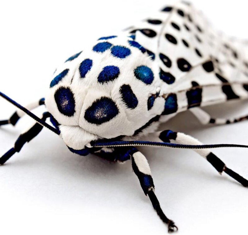 Blue-spotted Moth — White, Neutral, Photograph