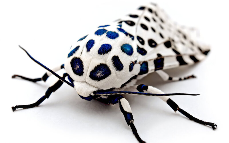Blue-spotted Moth — White, Neutral, Photograph, White Background