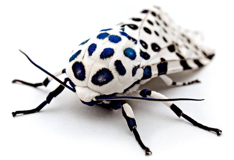 Blue-spotted Moth — White, Neutral, Photograph, White Surface