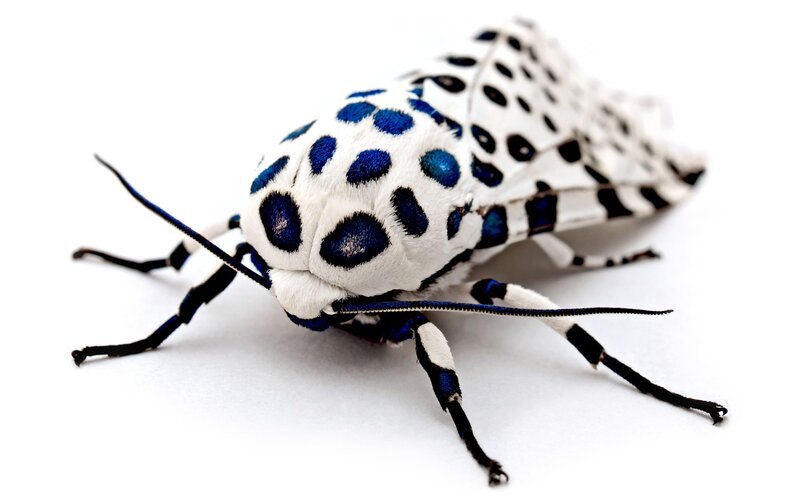 Blue-spotted Moth — White, Neutral, Photograph, Wings