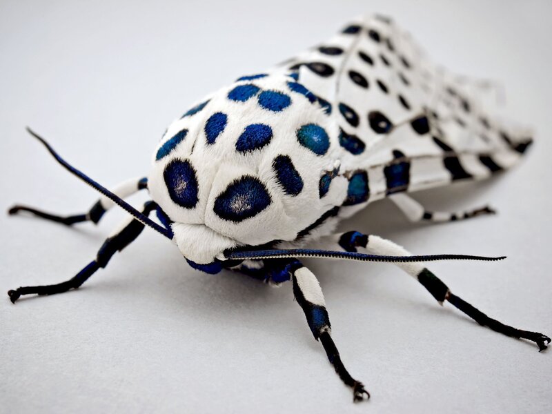 Blue-spotted Moth — White, Neutral