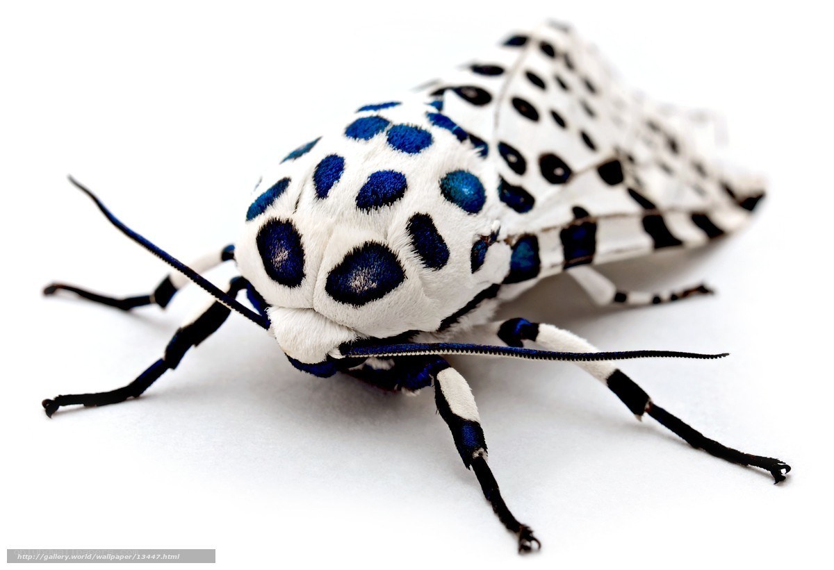 blue-spotted moth