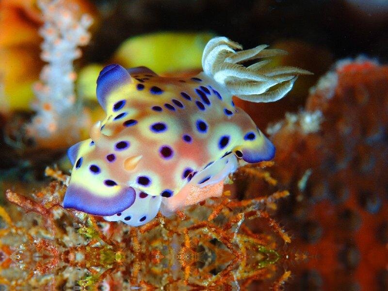 Blue-spotted Sea Slug