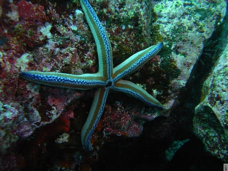 Blue-spotted Starfish