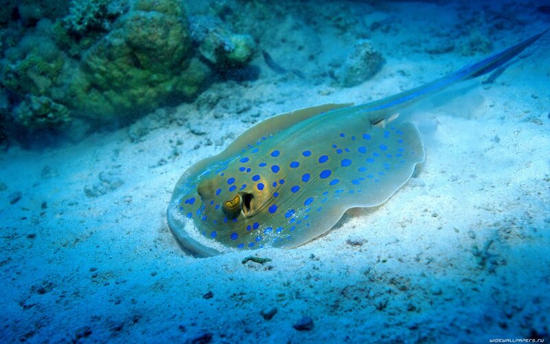 Blue-spotted Stingray — Blue, Serene, Photograph, Sand