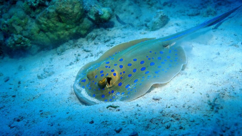 Blue-spotted Stingray — Blue, Serene, Photograph