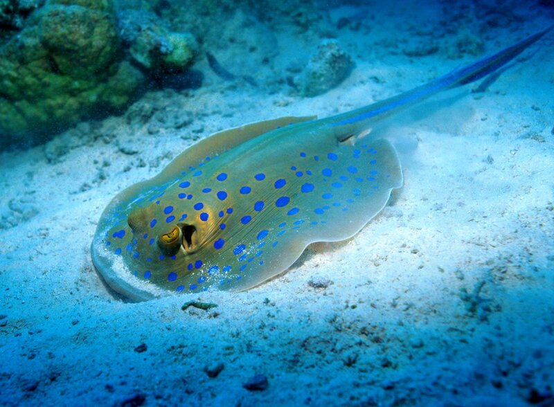 Blue-spotted Stingray — Blue, Serene