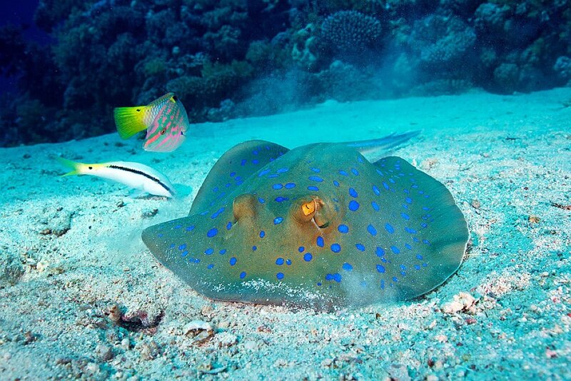 Blue-spotted Stingray — Blue