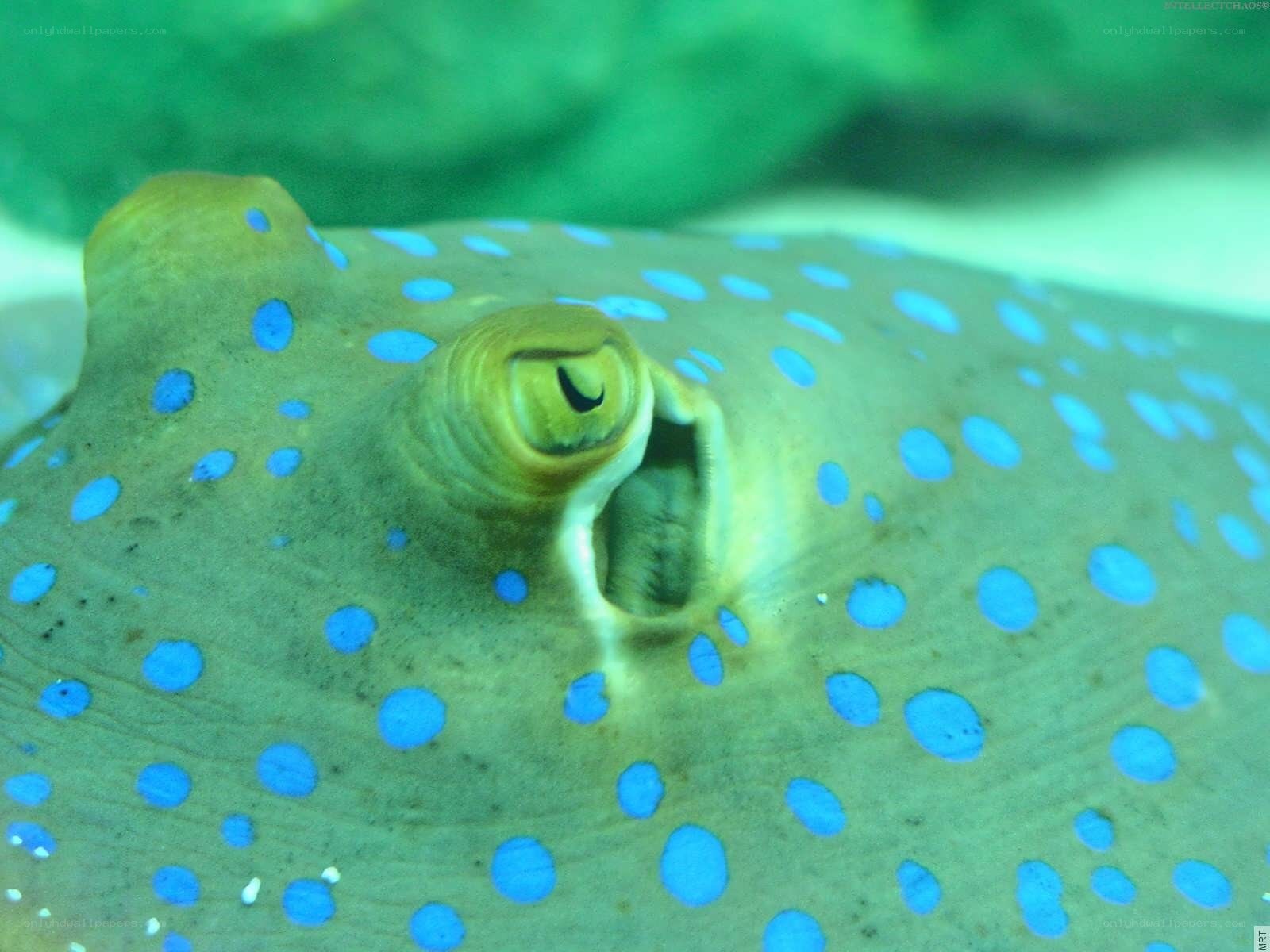 Blue-spotted stingray close-up