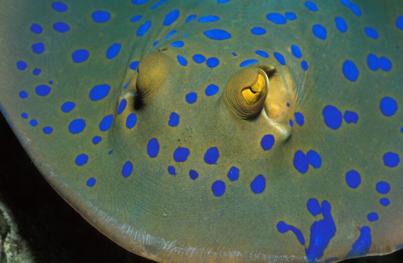 Blue-spotted stingray close-up